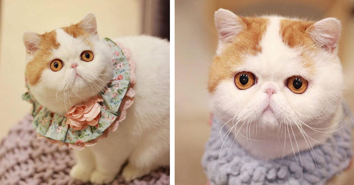 Snoopybabe, il gattino dal musino tondo che fa impazzire il web (video)