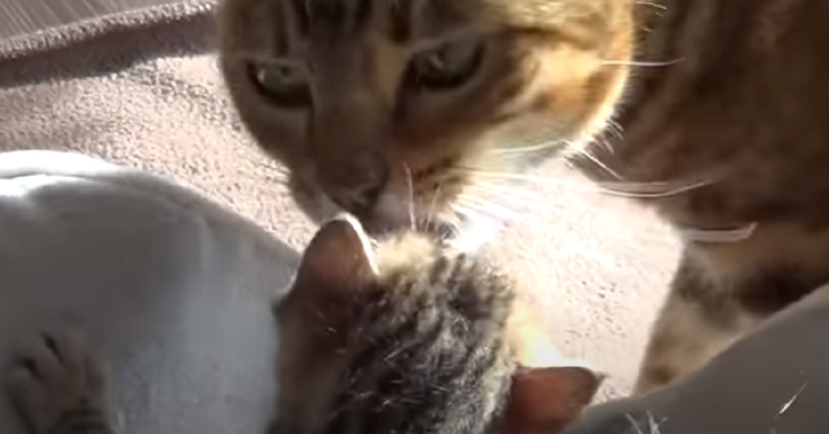 Spike, il gattino che è rimasto con la mamma