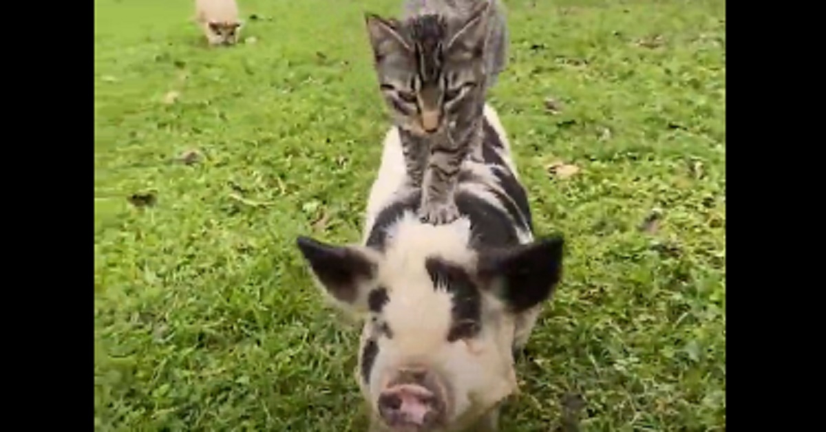 Sunny, il gatto che fa i massaggi ai maiali (video)