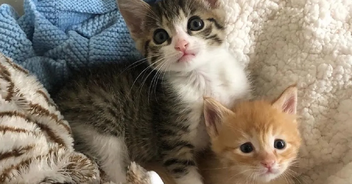 Sunshine e Cheddar, i gattini diventati migliori amici (video)