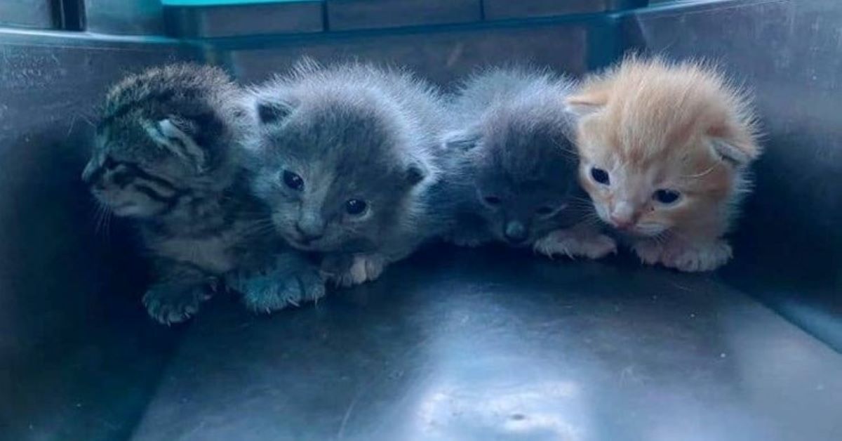 Tiger, il gattino salvato coi suoi fratellini (video)