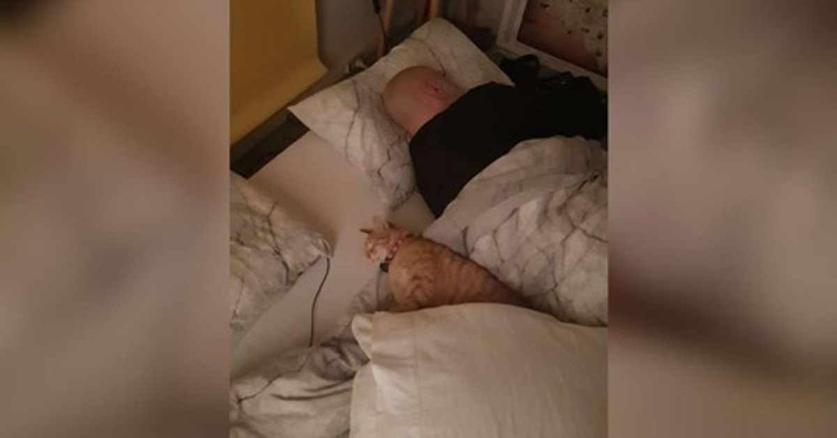 Tigger il gattino che di nascosto va a dormire a casa dei vicini