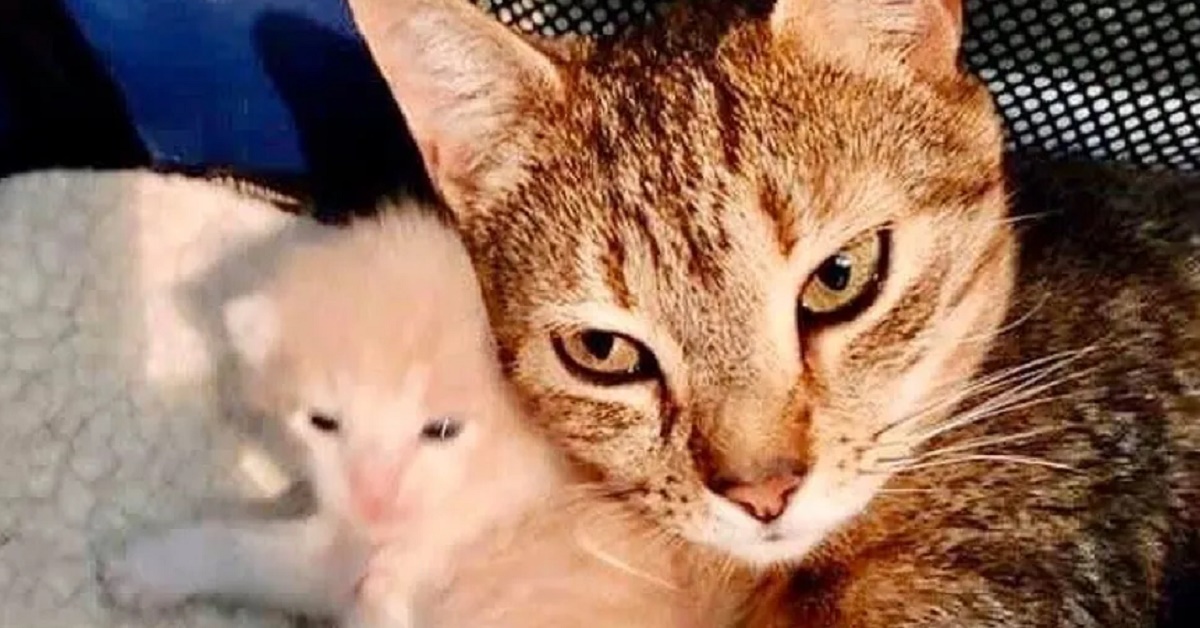 Toodles, la gatta che credeva di aver perso per sempre i suoi gattini (video)