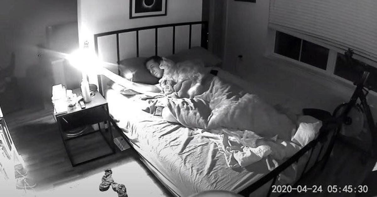 Tormund, il gatto che vuole giocare la notte (video)