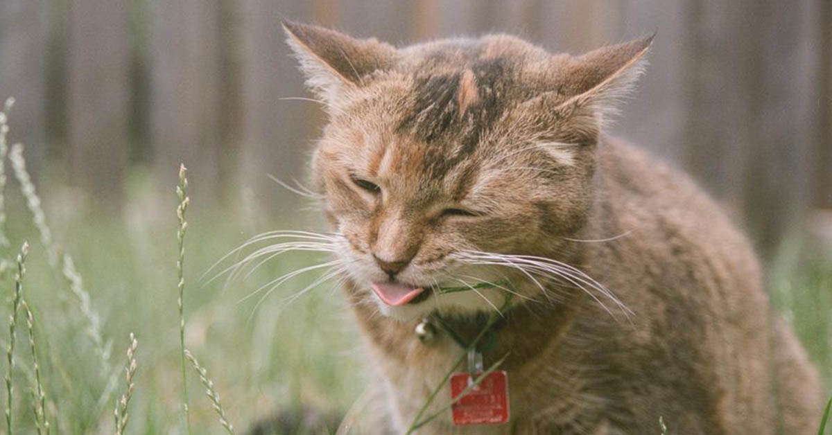 gatto ha allergia e tosse