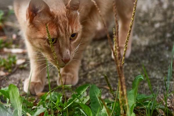 gatto ha tosse