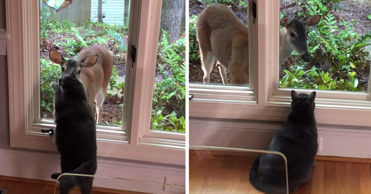 Vance, il gattino che è diventato il migliore amico di un cervo (video)