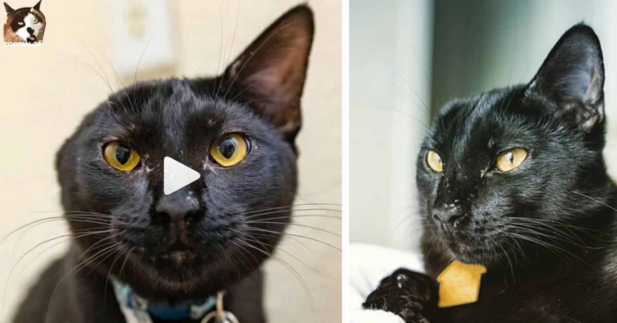 Vinny, il gattino senza un orecchio che ha finalmente conosciuto l’amore (video)