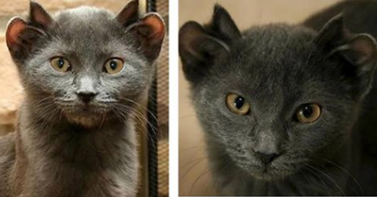 Yoda, il gattino con 4 orecchie che ha trovato la felicità
