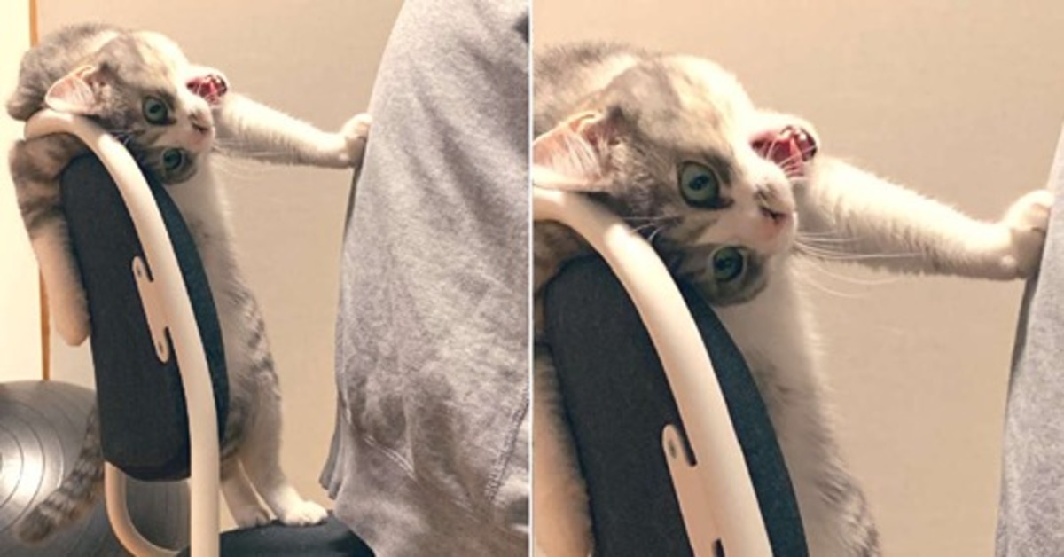 Yoshitsune, il gattino che non vuole cedere a nessuno la sua sedia