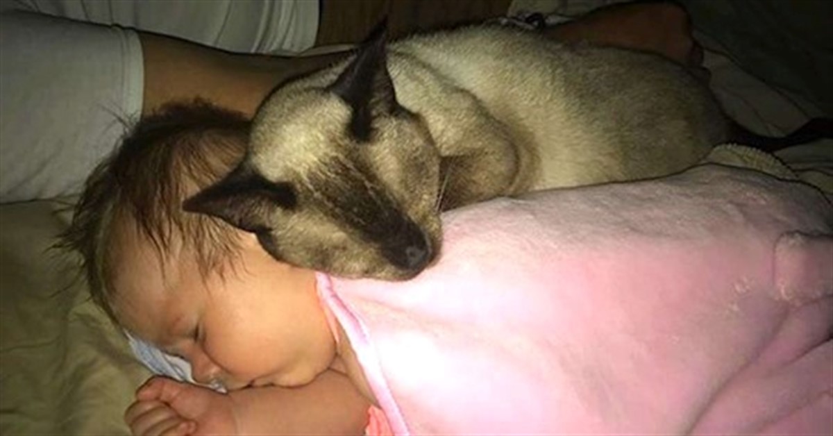 Zaffiro, la gattina siamese innamorata della neonata di famiglia