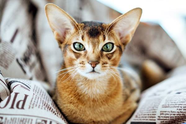 gatto tra i fogli di giornale