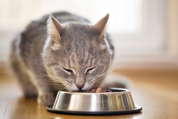 gatto grigio e tigrato che mangia