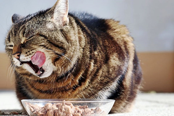 errori nell'alimentazione del gatto