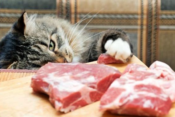gatto deve mangiare la carne