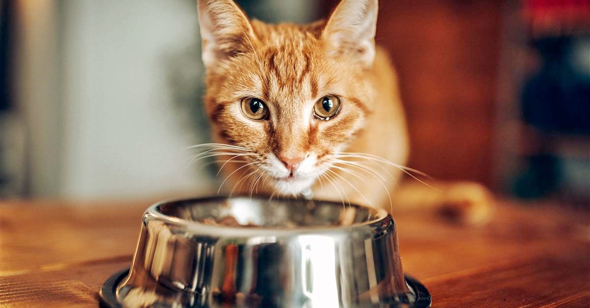 Alimentazione gatto, gli errori da evitare assolutamente