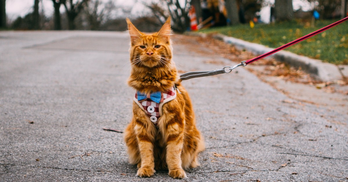 Maine Coon al guinzaglio: addestramento e quale scegliere