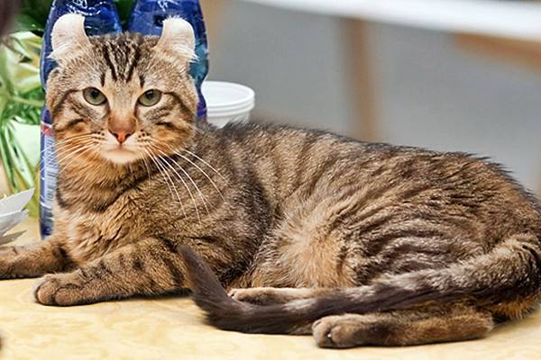 American Curl con il pelo tigrato