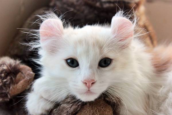 un cucciolo di american curl