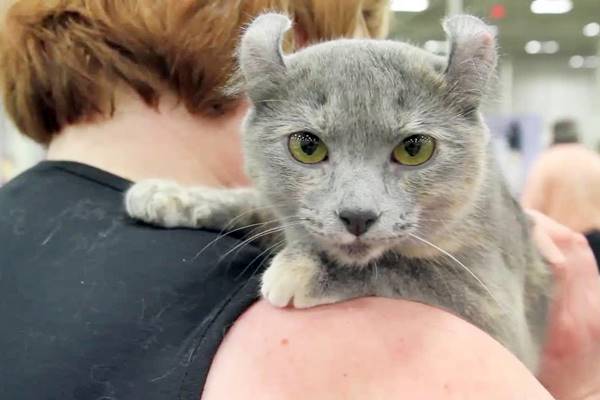 gatto in braccio alla sua padrona