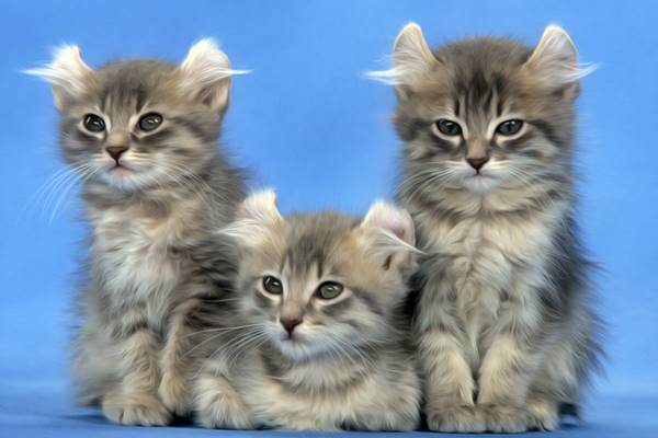 cuccioli di american curl