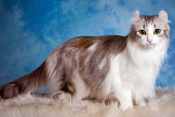 american curl longhair