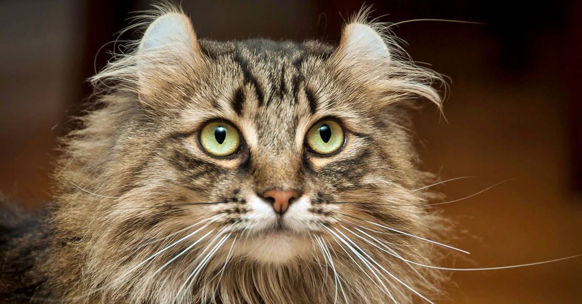 American Curl, pelo e toelettatura: cosa sapere