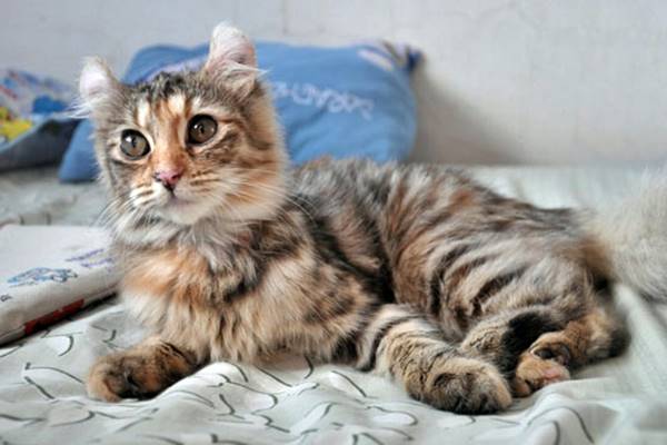 cucciolo di american curl