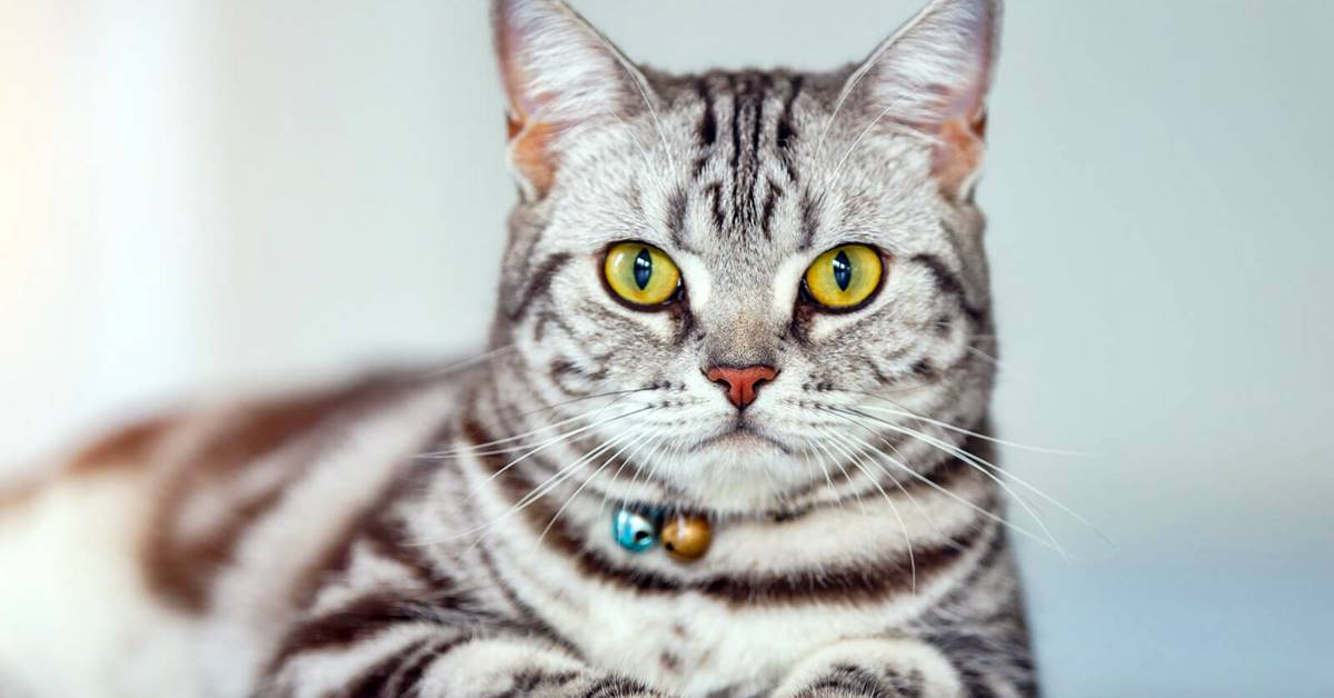 American Shorthair, cure e attenzioni particolari