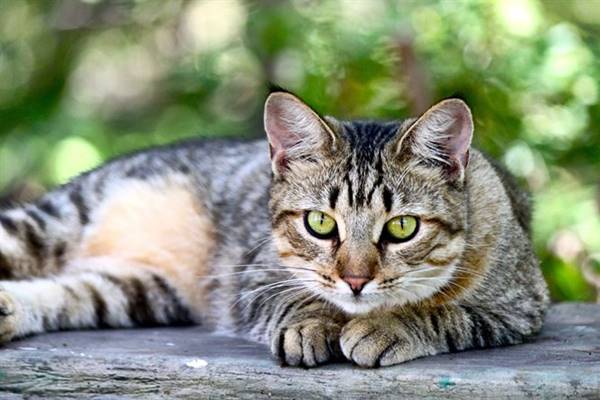 american shorthair in giardino