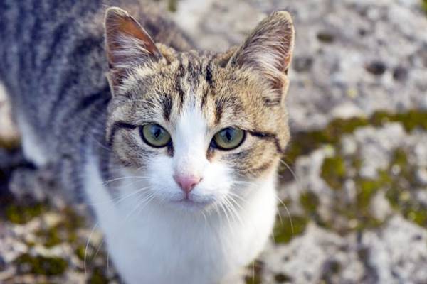 gatto tigrato e bianco