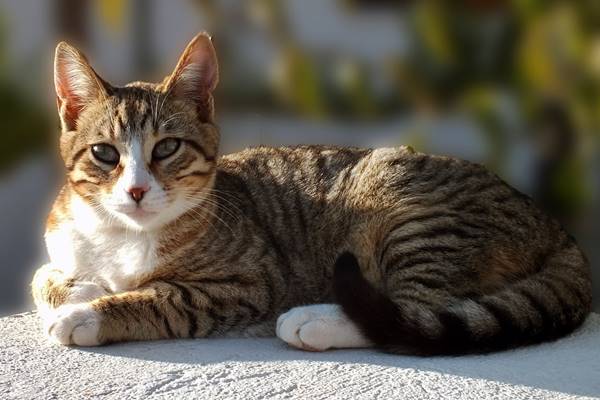 gatto tigrato con il muso bianco