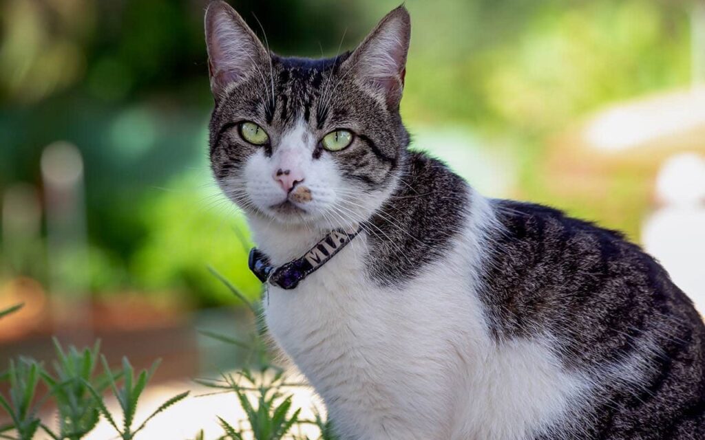 american wirehair sul prato