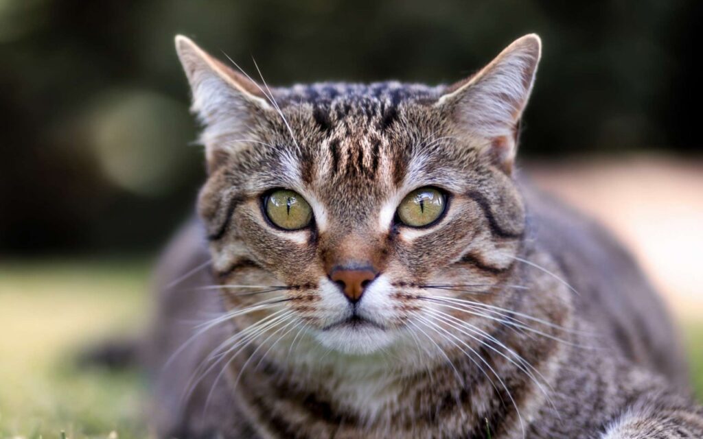 american wirehair tigrato