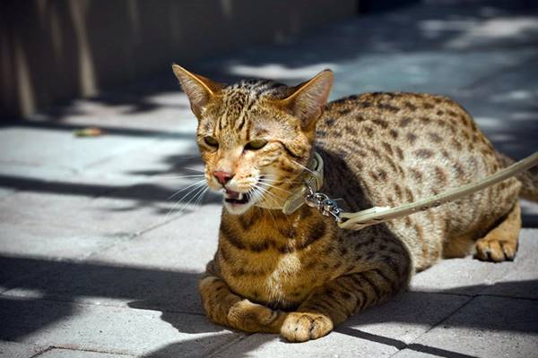 insegnare al gatto a camminare al guinzaglio