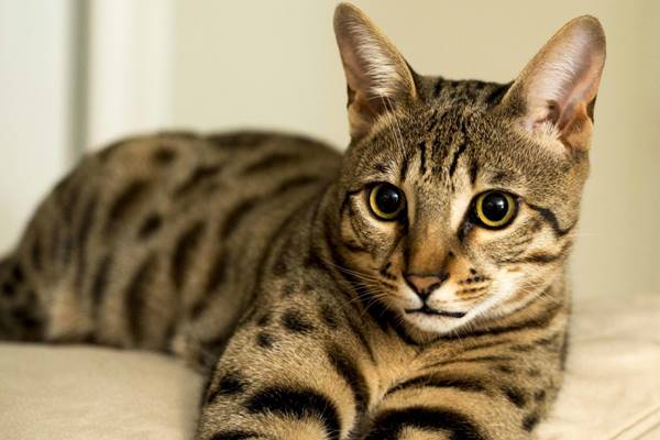 gatto che riposa sul letto