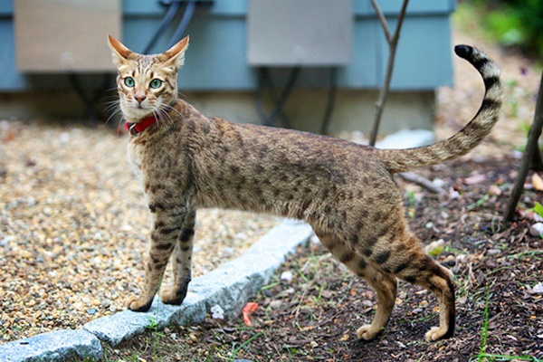 gatto dall'aspetto selvatico