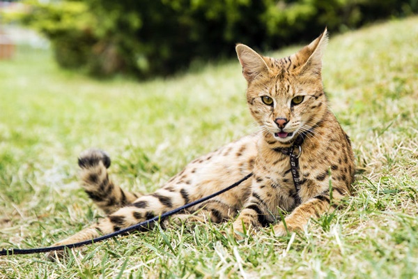 gatto ashera simile al savannah