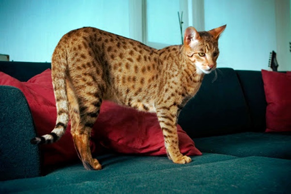 ashera gatto più costoso del mondo