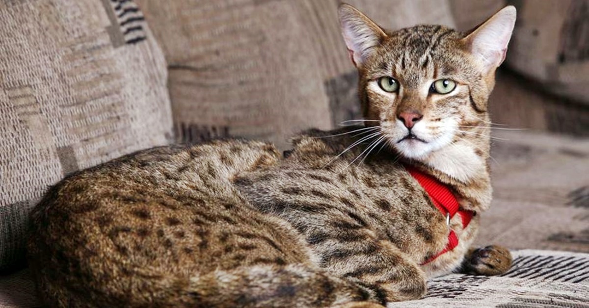 un gatto ashera che riposa sul divano