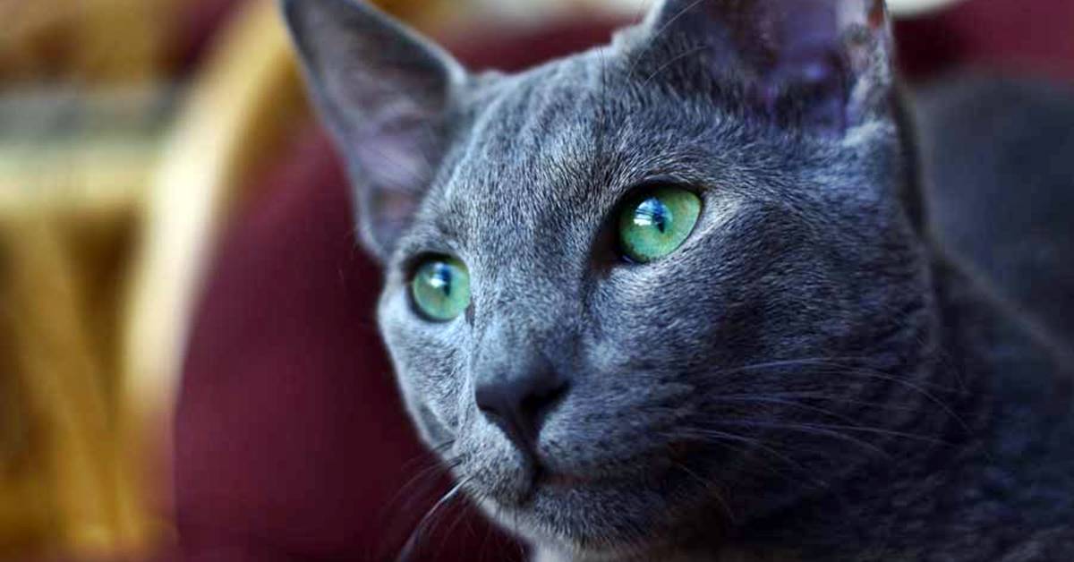 gatto con gli occhi verdi e il pelo grigio