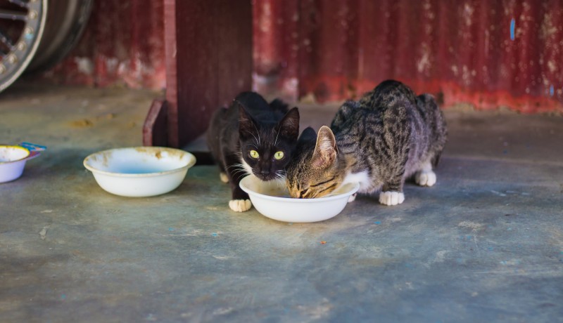 Gatto adulto e croccantini kitten