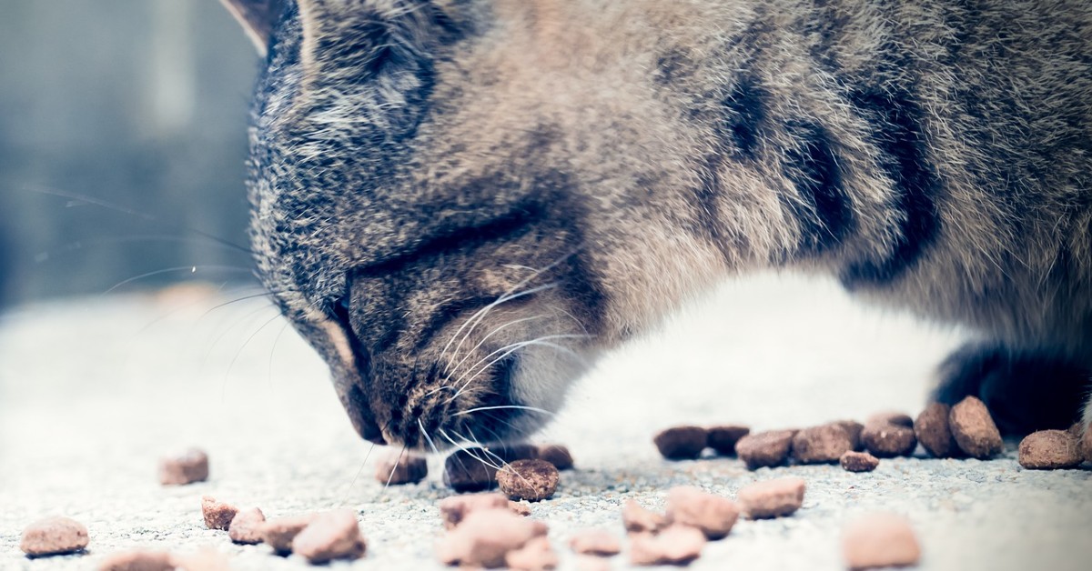 Gatto adulto e croccantini kitten: può mangiarli?