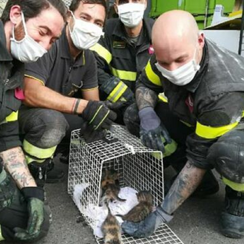 gattini salvati vigili del fuoco