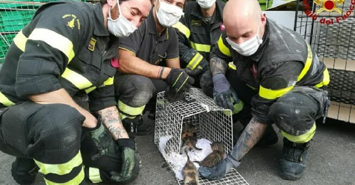 Cinque gattini salvati dall’intercapedine di un supermercato a Torino (VIDEO)