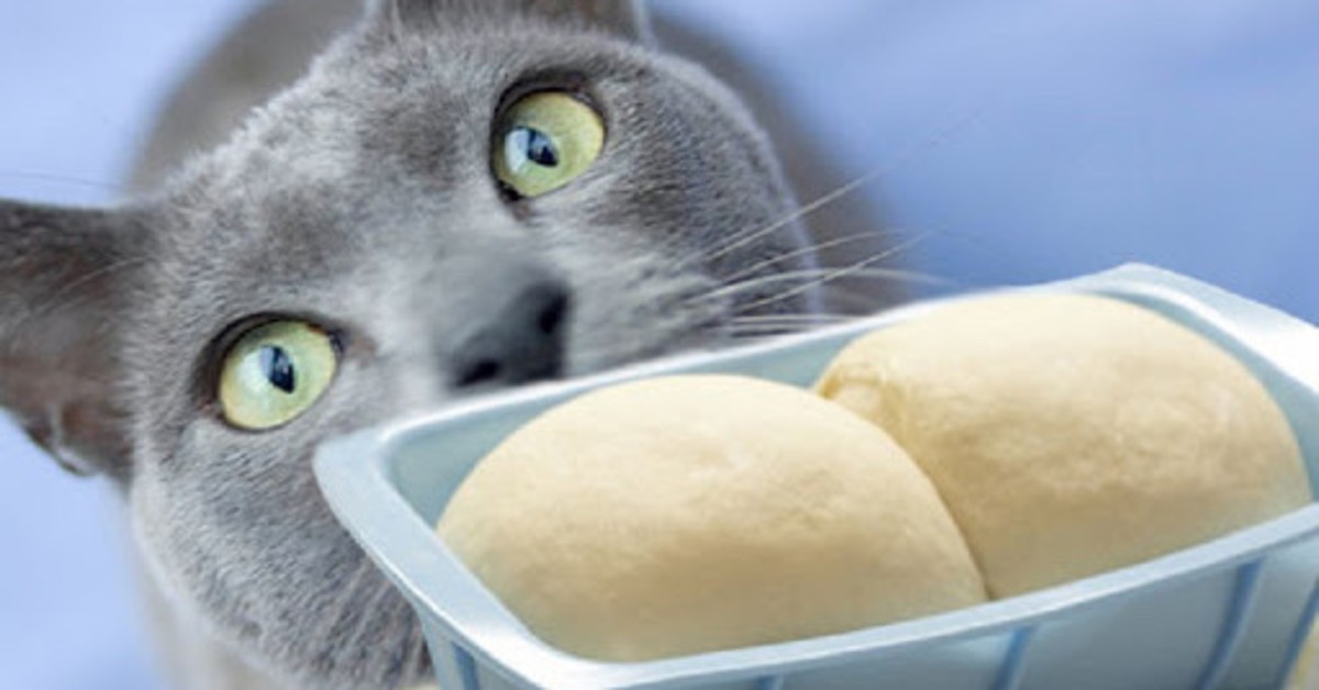 gatto che guarda il pane