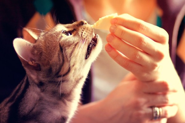 gatto che mangia