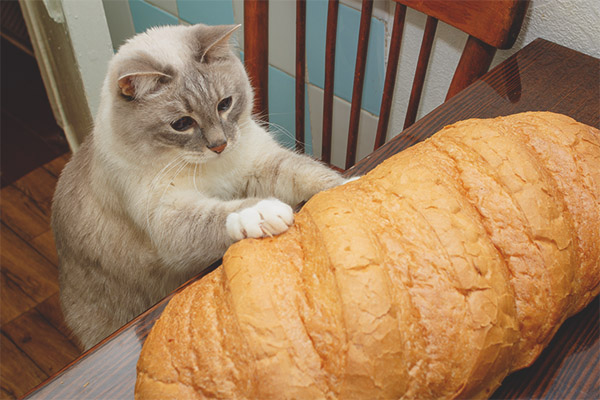 gattino che tocca il pane