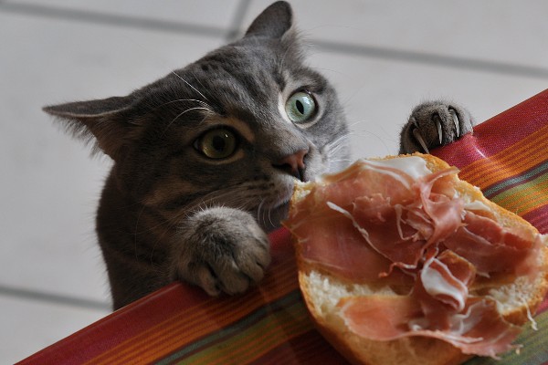 gatto mangia il prosciutto