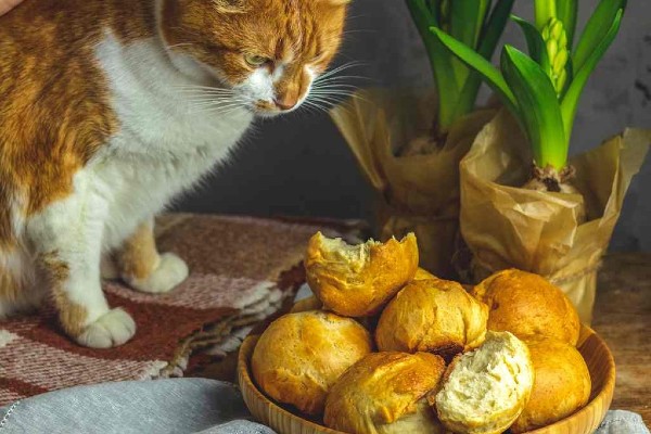 gatto guarda i panini